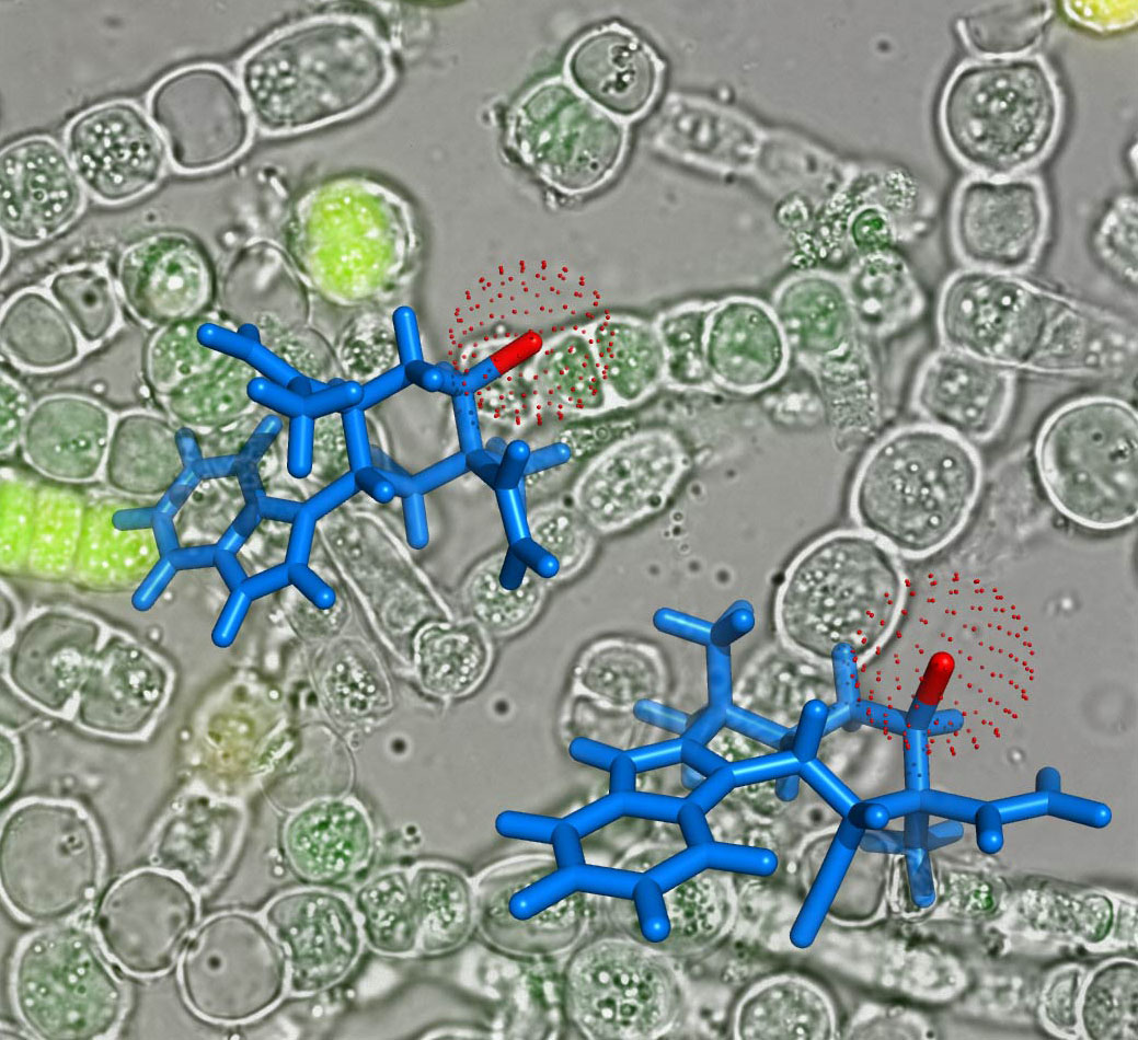The picture shows the overlay of the microscopic image of Hapaloshiphon welwitschii UTEX B1830, the producer strain of 12-epi-hapalindole E and 12-epi-fischerindole G, of which the chlorine substituents (shown red) were installed by the WelO5 protein—the newly discovered halogenation enzyme.
