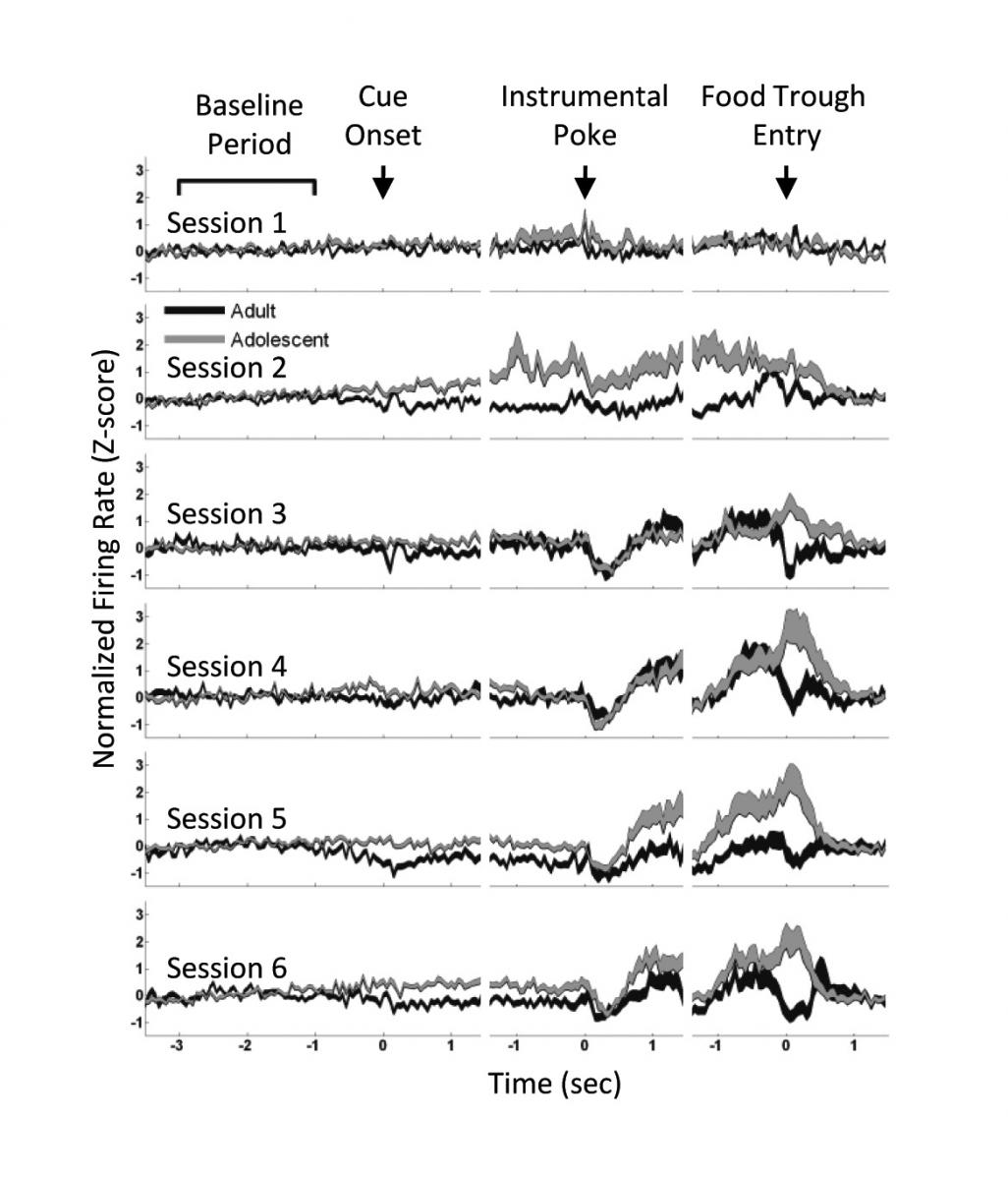 Adult and adolescent neural activity was similar at first. When a reward was expected (sessions 3-6), adolescent brain activity spiked, followed by a slow decrease after the sugar pellet was received (food trough entry). Adults experienced a similar rapid increase in activity followed by a quick return to baseline.