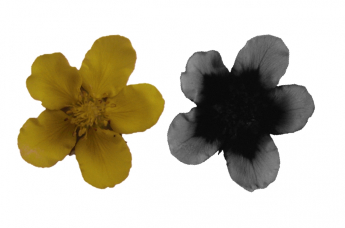 Many flowers that appear uniform in color to humans (left) have patterns in the ultraviolet spectrum (right) that are used by pollinators. Interestingly, these patterns can also protect pollen from damage caused by solar UV radiation.