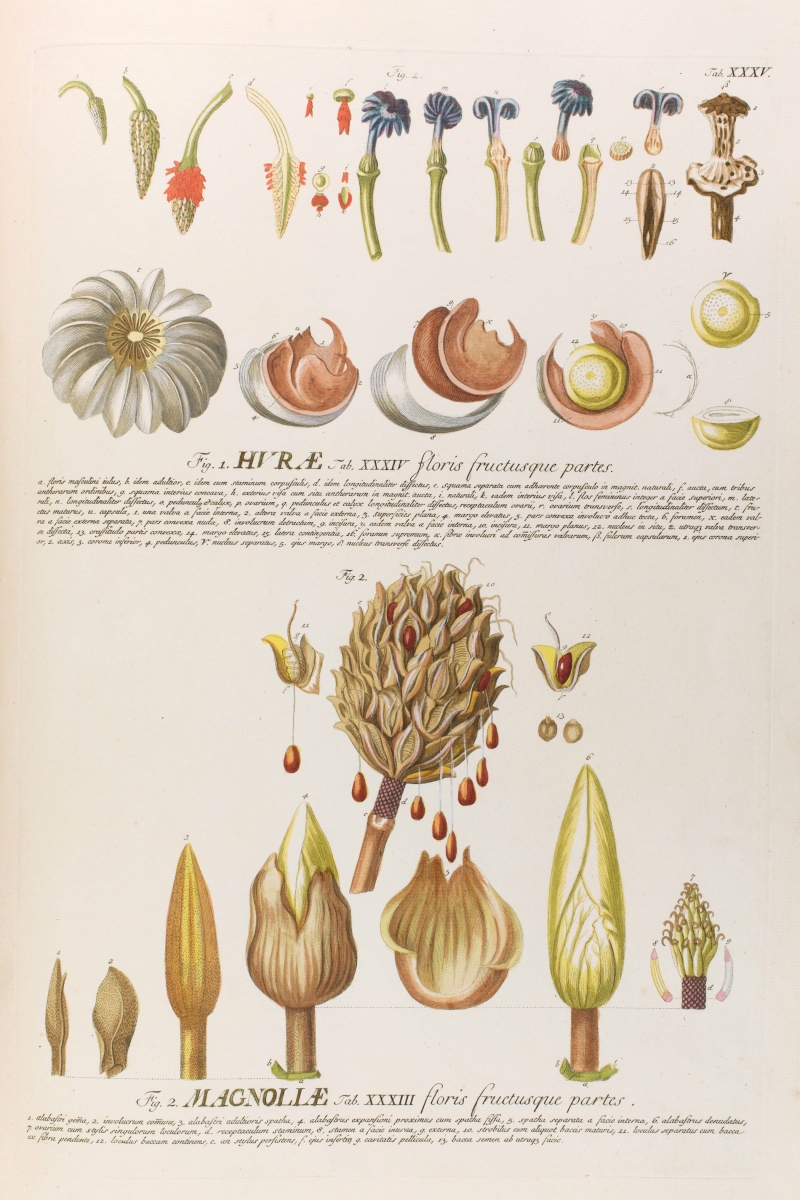 Tab. 35 from Uitgezochte Planten by C. J. Trew, courtesy of Hunt Institute for Botanical Documentation