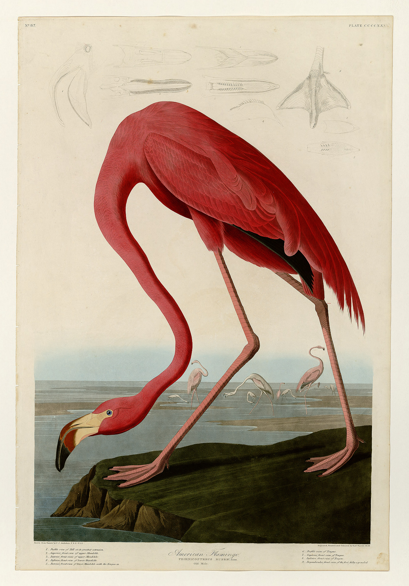 Image result for John Audubon Day