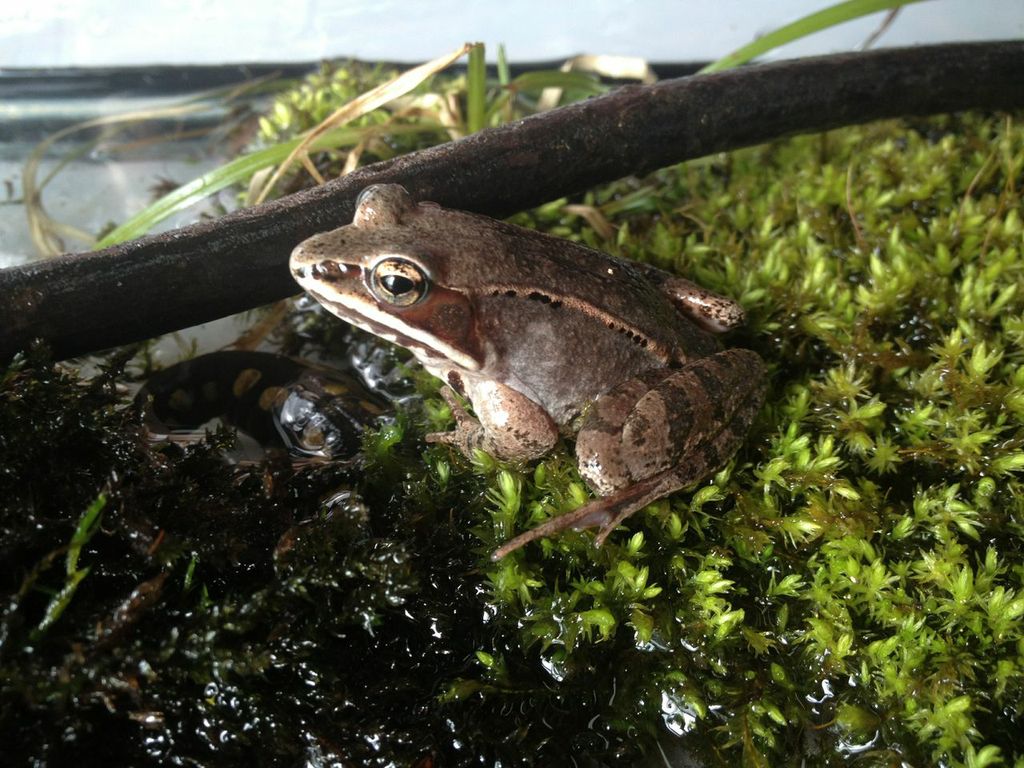Wood frogs living close to agricultural land were more likely to have been exposed to pesticides for many generations compared to those living far from agriculture.